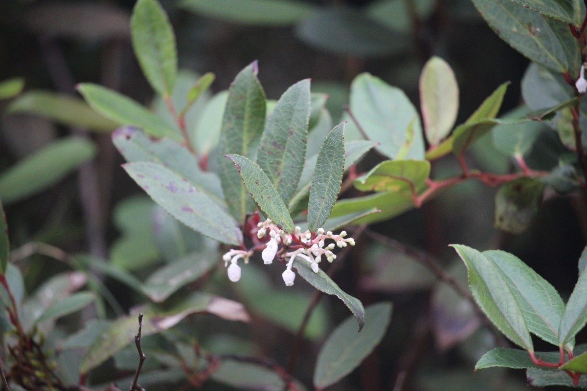 Gaultheria fragrantissima Wall.